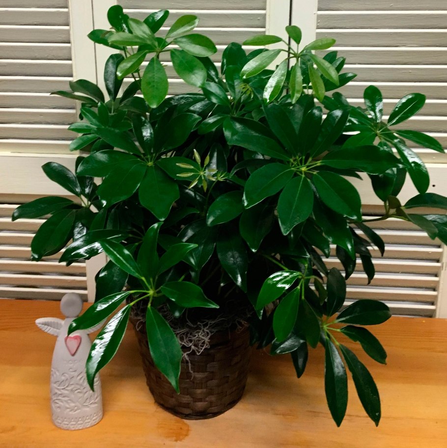 Антуриум Фиорино фиолетовый