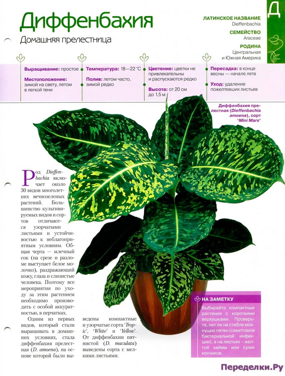 Цветок Шеффлера Луизиана