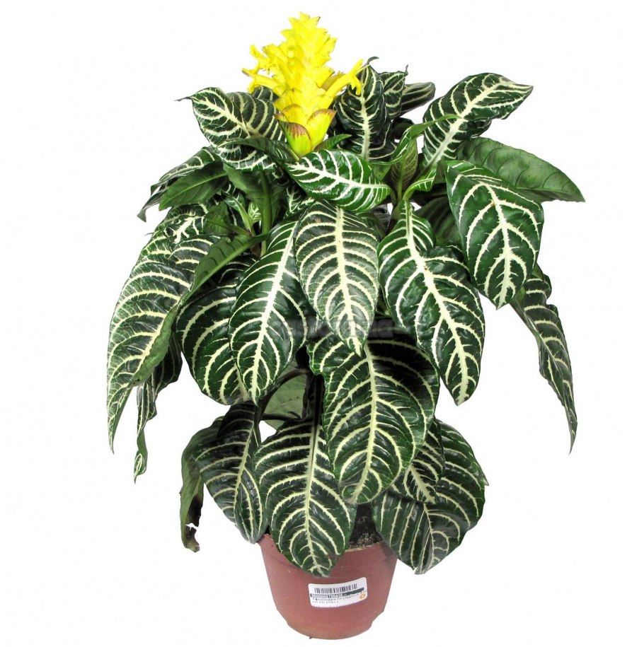 Антуриум Андрианум Дакота