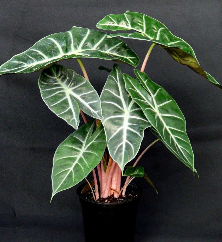 Нецветущие комнатные растения