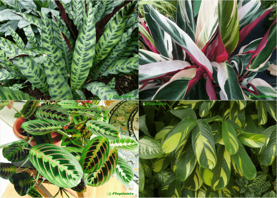 Комнатные цветы с названиями