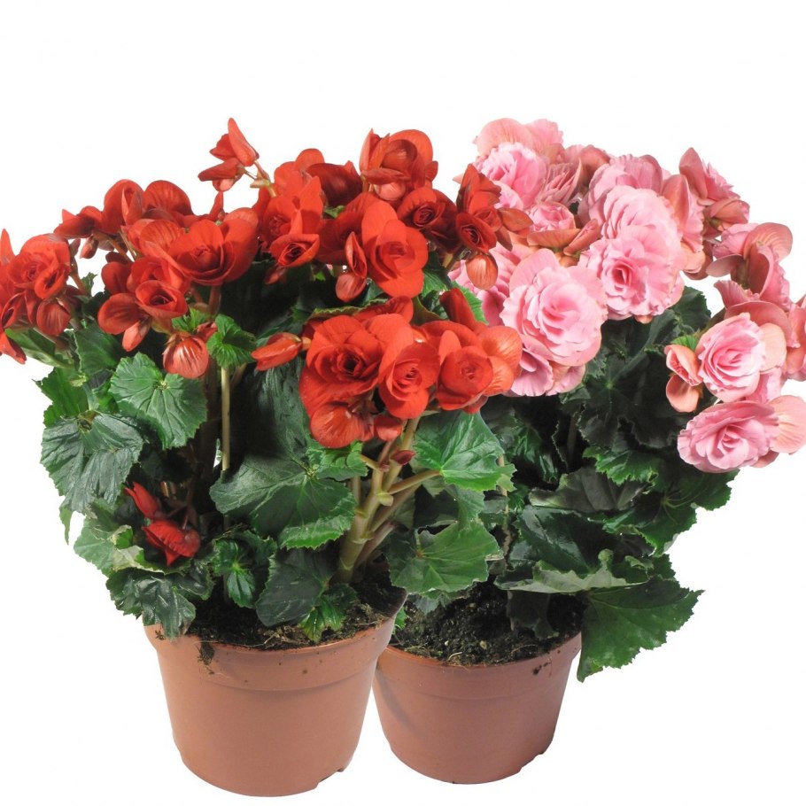 Замиокулькас d17