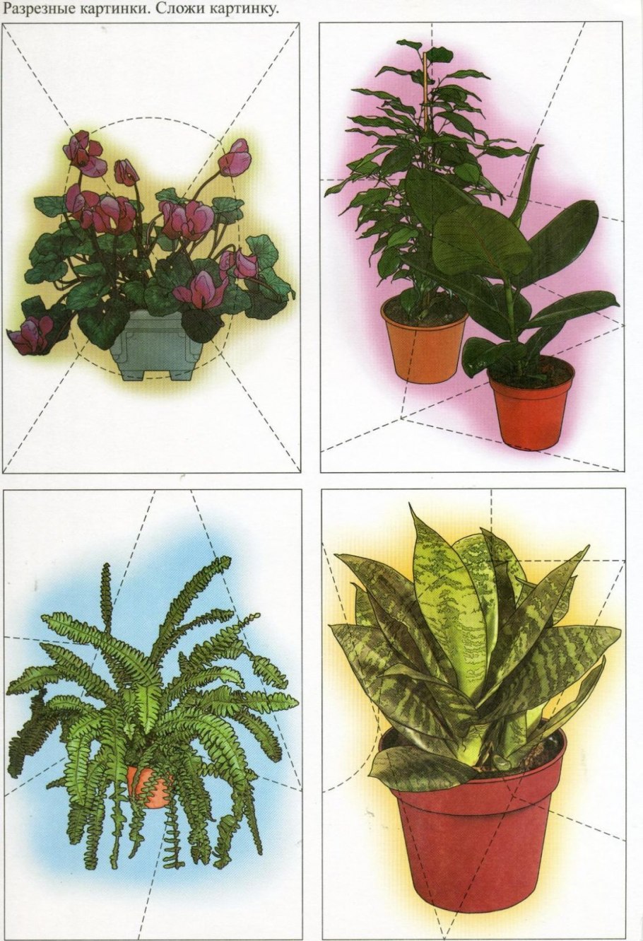 Комнатные цветы с названиями