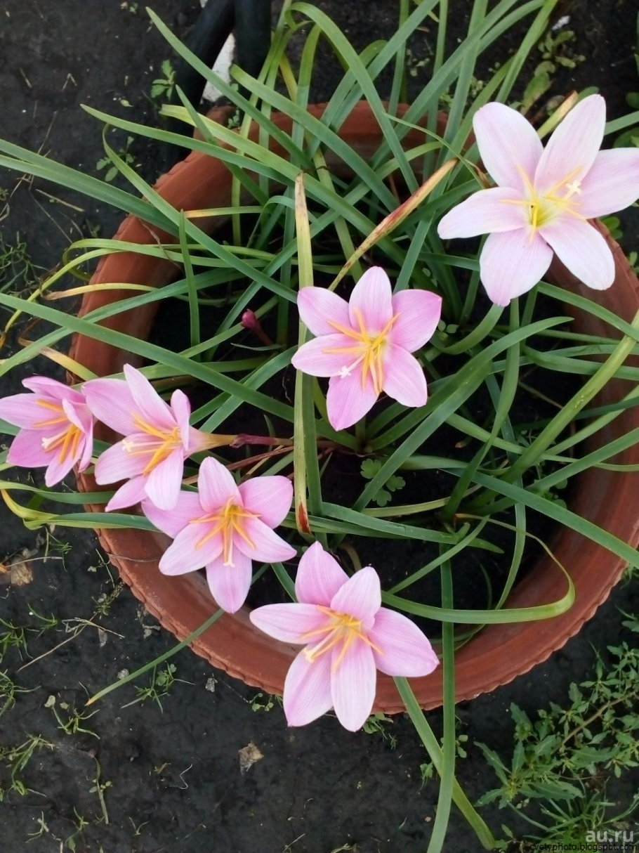 Зефирантес выскочка