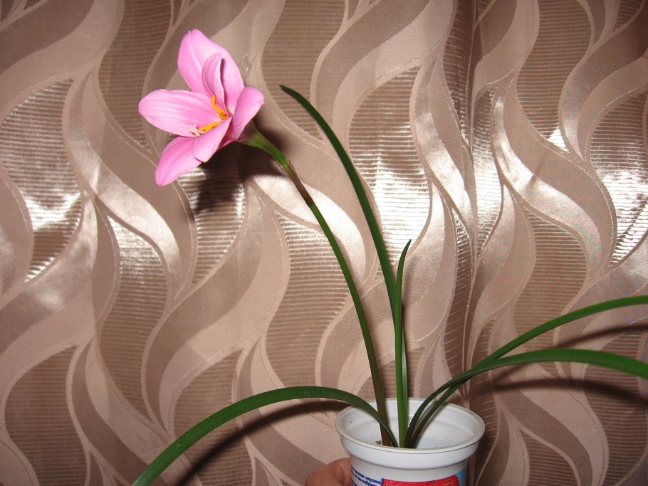 Цветок выскочка комнатный