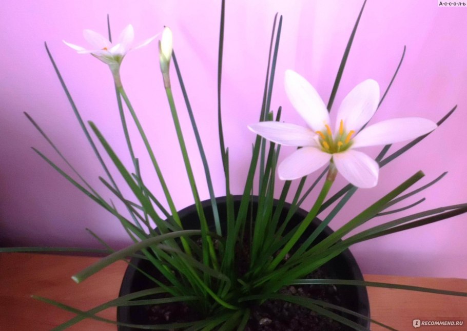 Зефирантес комнатный голубой