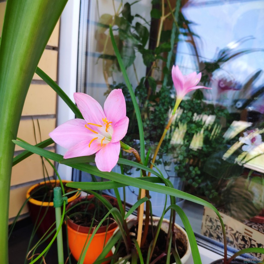 Зефирантес выскочка