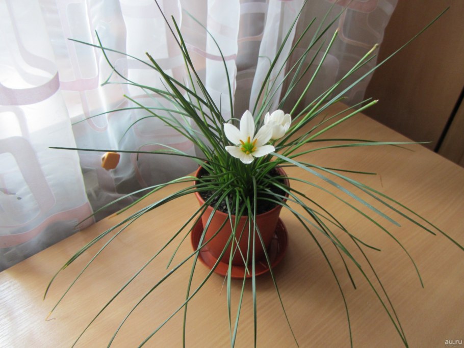 Луковичные цветы зефирантес