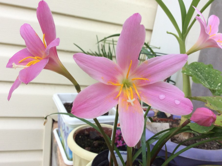 Зефирантес белоснежный