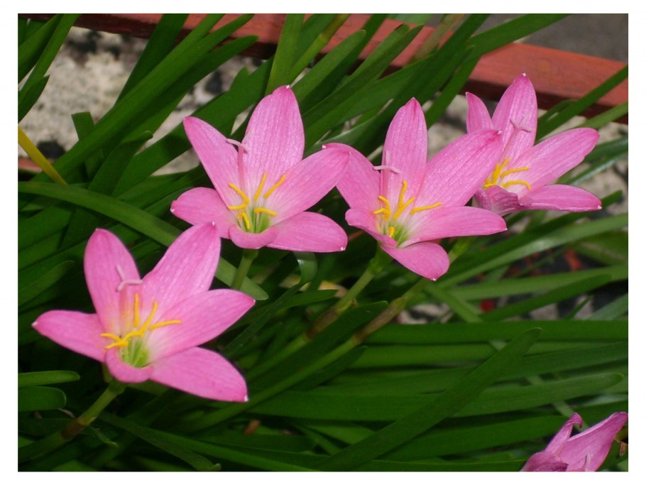 Зефирантес Родина происхождения