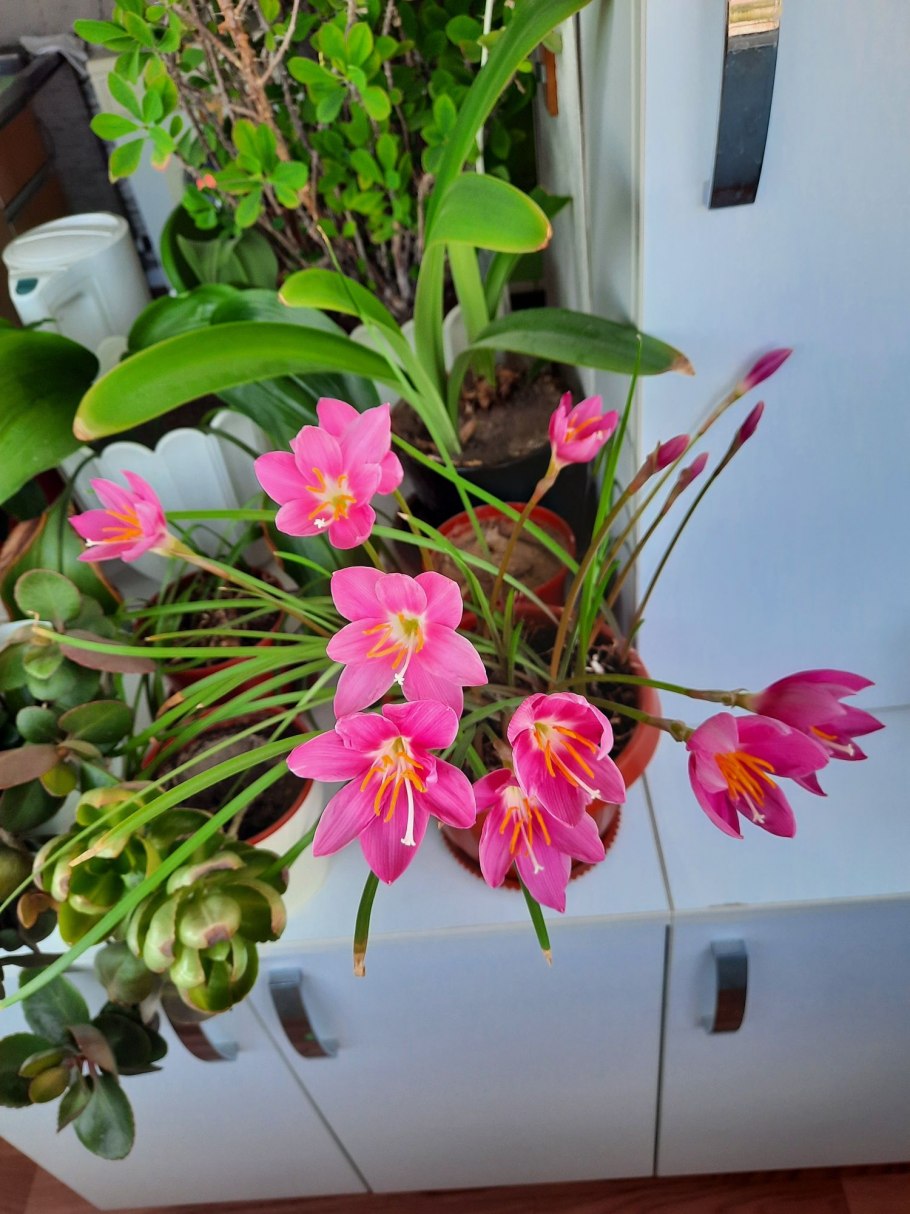 Зефирантес комнатный