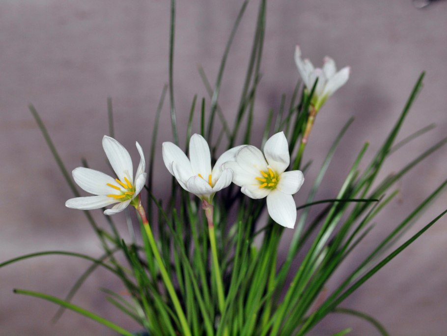 Зефирантес белый