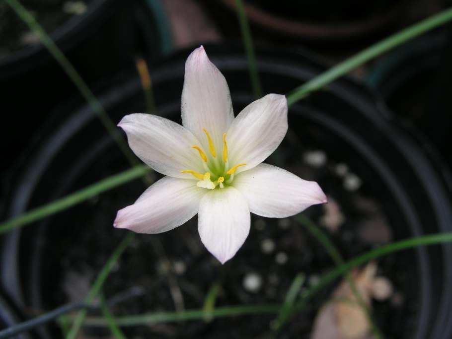 Цветы туториал зефирантес