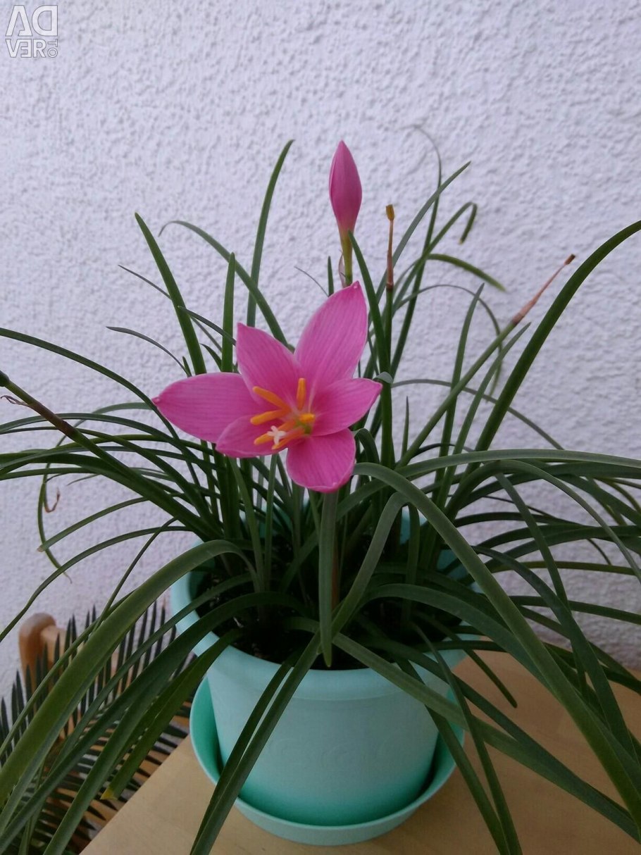 Выскочка цветок зефирантес