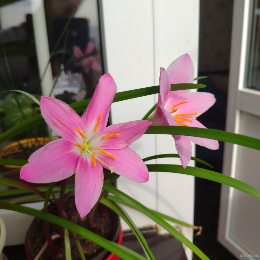 Выскочка Осока