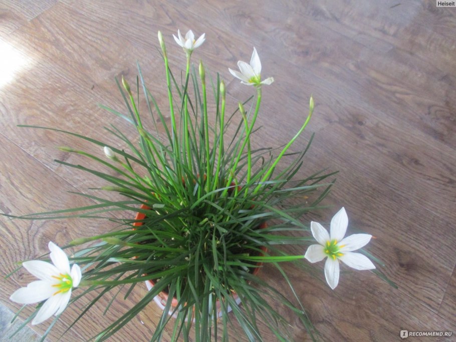 Зефирантес розовый выскочка