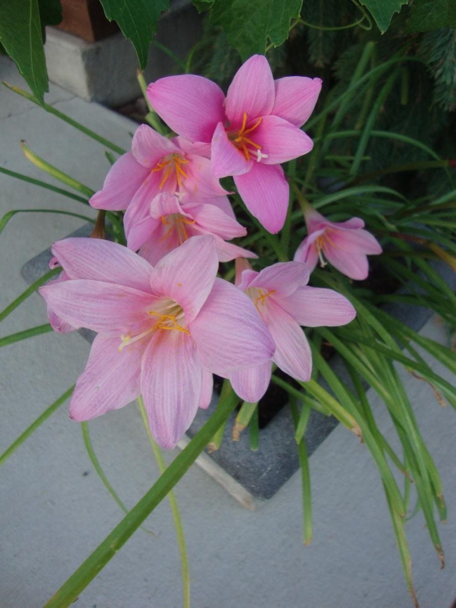 Зефирантес цветение