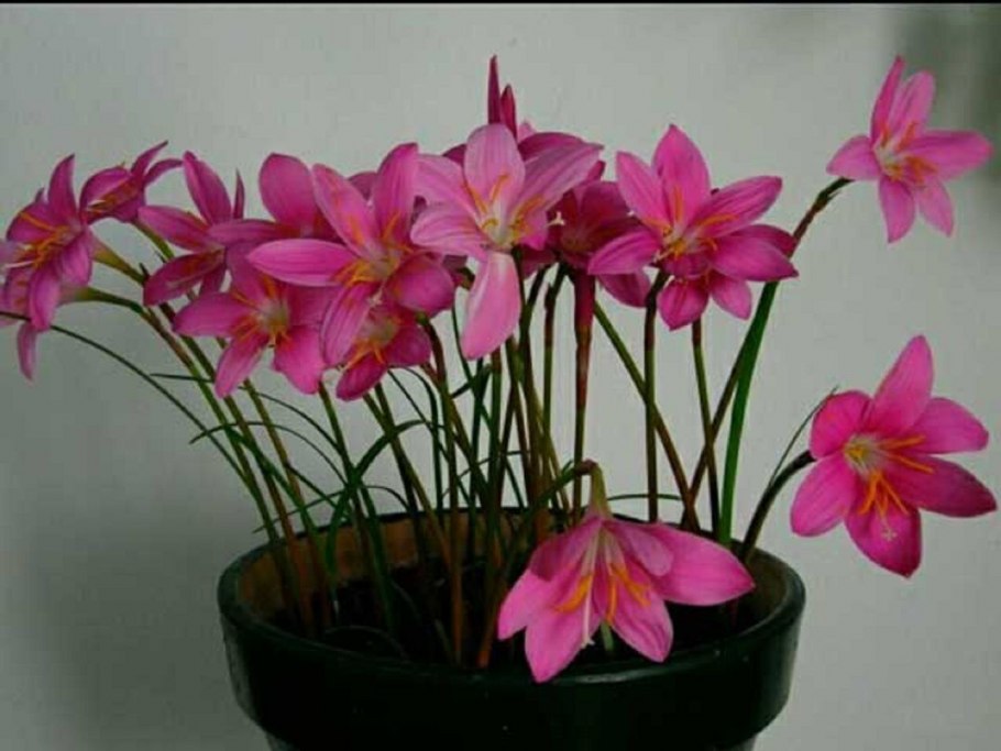 Зефирантес атамасский