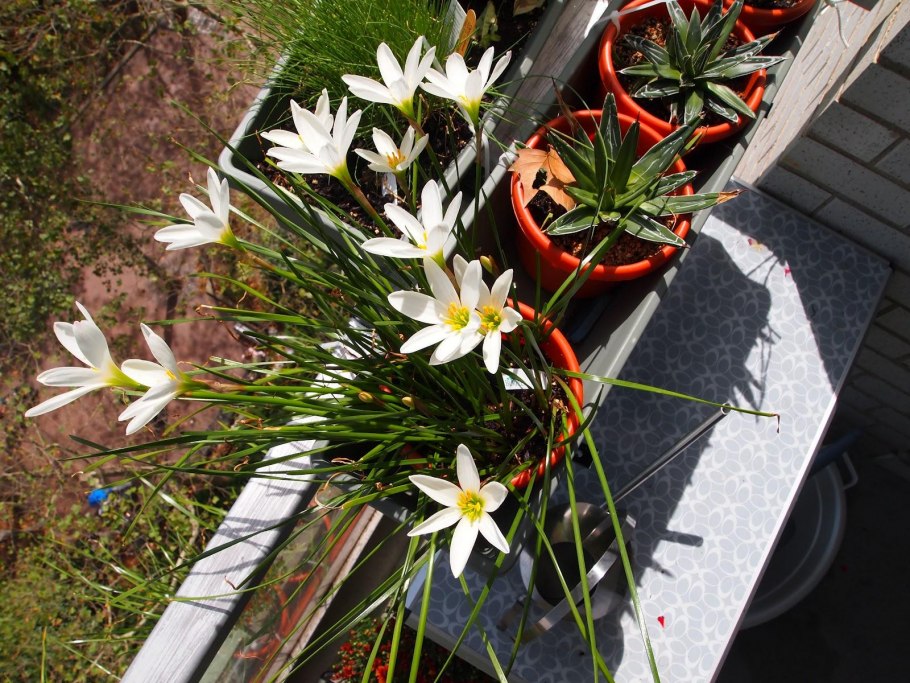 Зефирантес выскочка