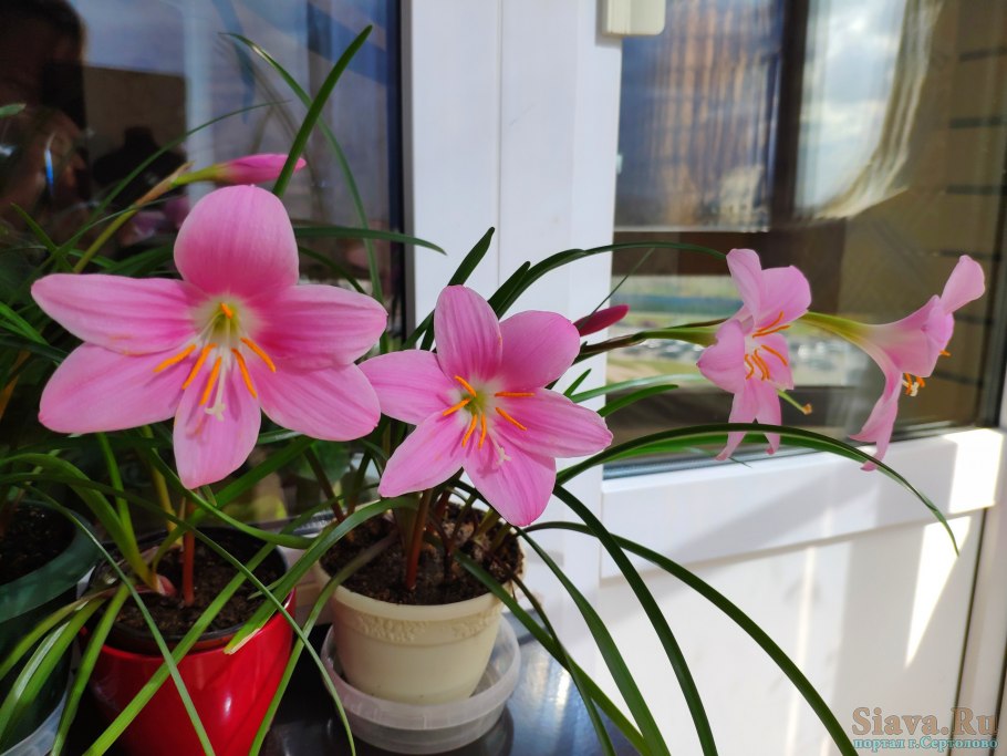 Зефирантес белый в горшке