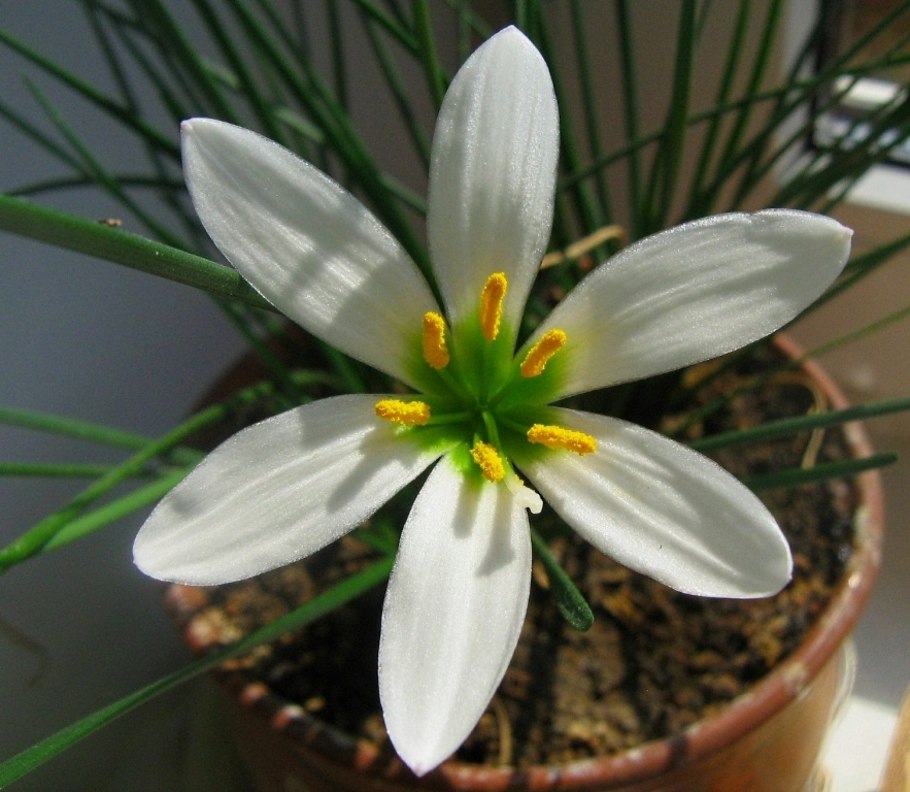 Зефирантес выскочка