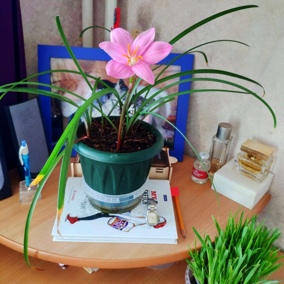 Зефирантес атамасский