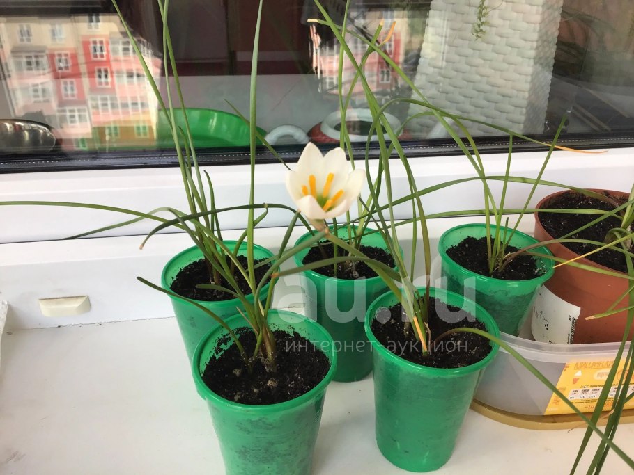 Зефирус цветок