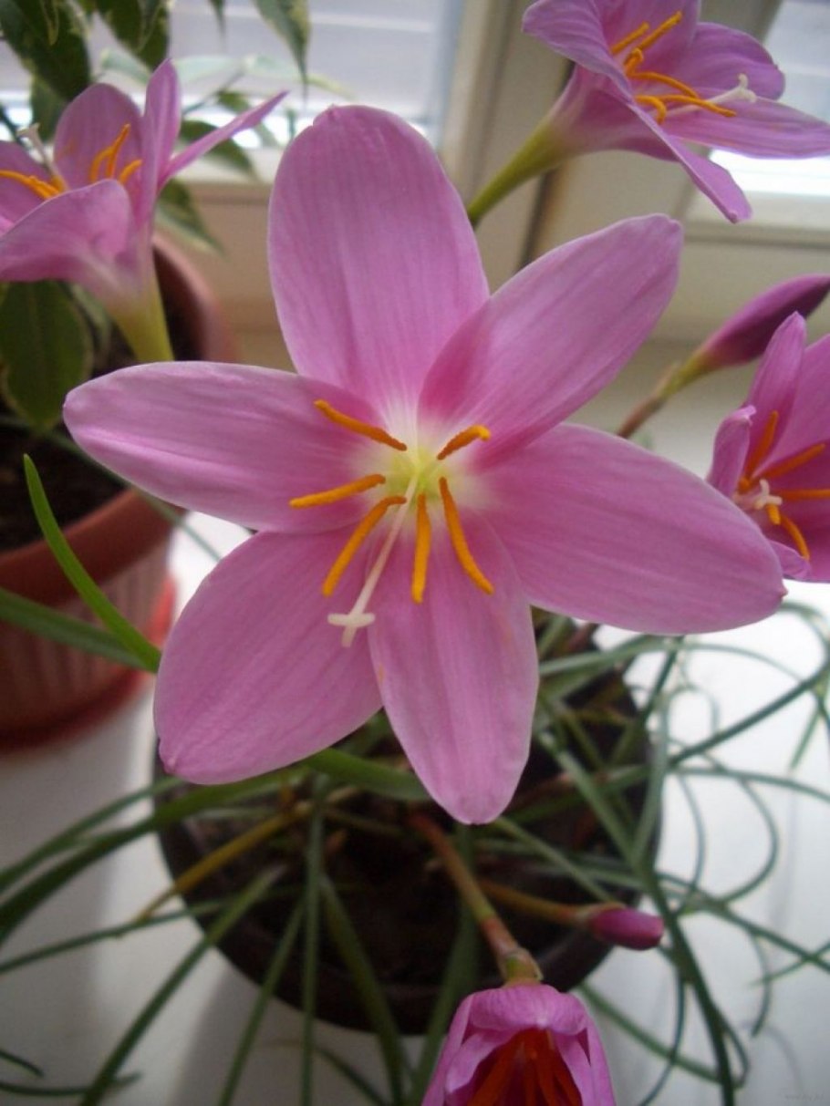 Зефирантес выскочка