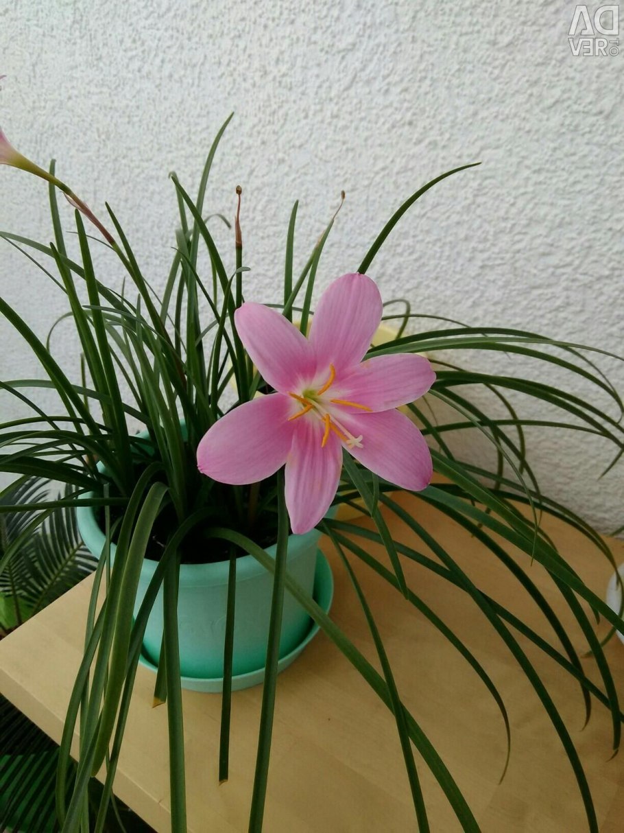 Зефирантес луковичный