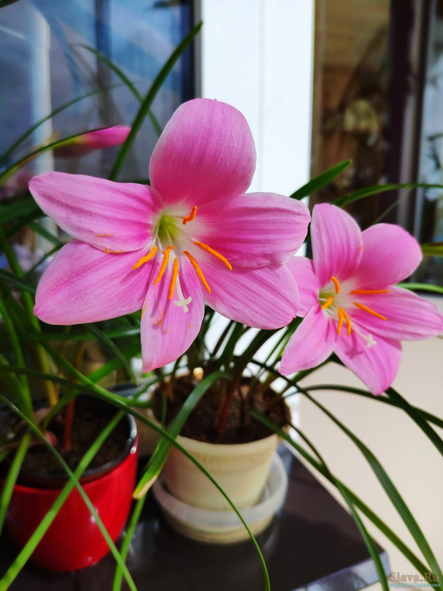 Зефирантес выскочка