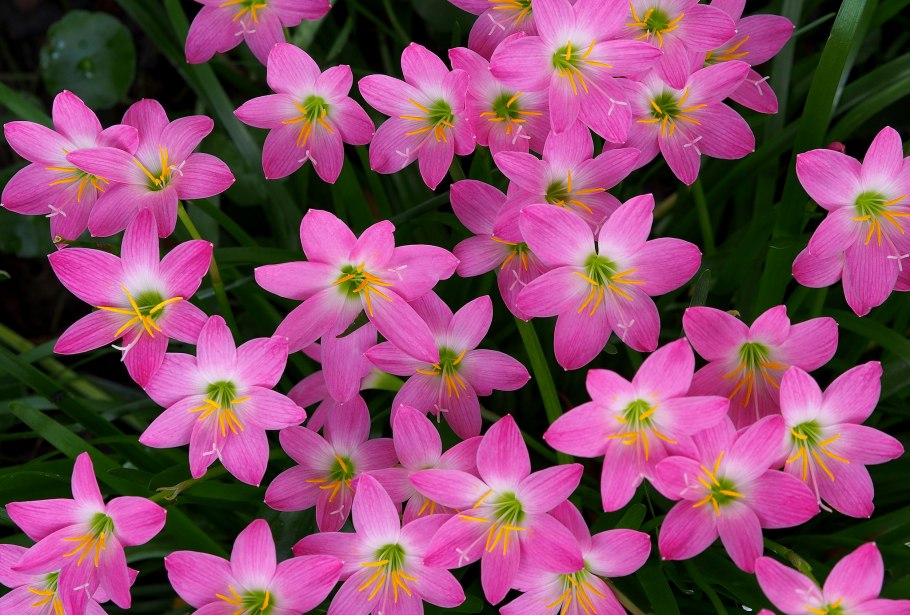 Выскочка Садовая