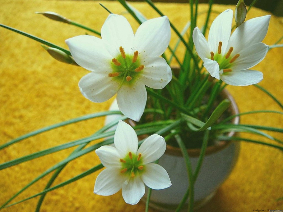 Зефирантес в декор подоконника