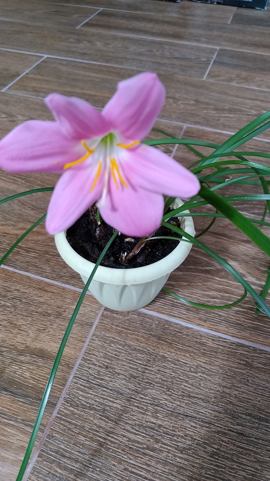 Белоцветник зефирантес