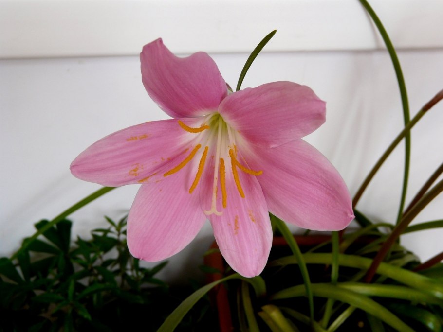 Зефирантес атамасский