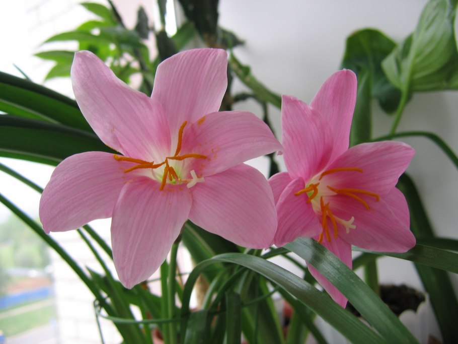 Зефирантес robustus