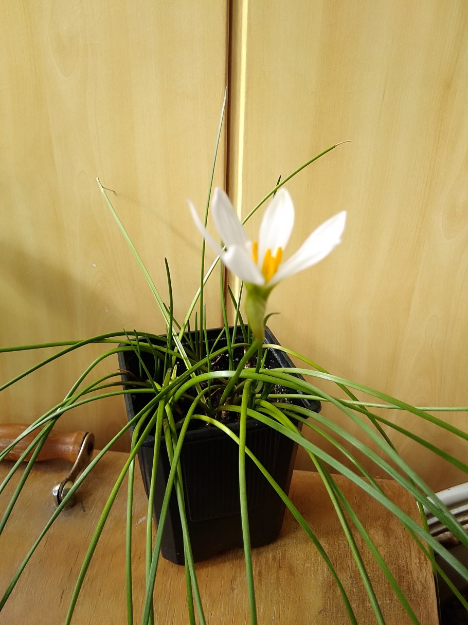 Зефирантес атамасский