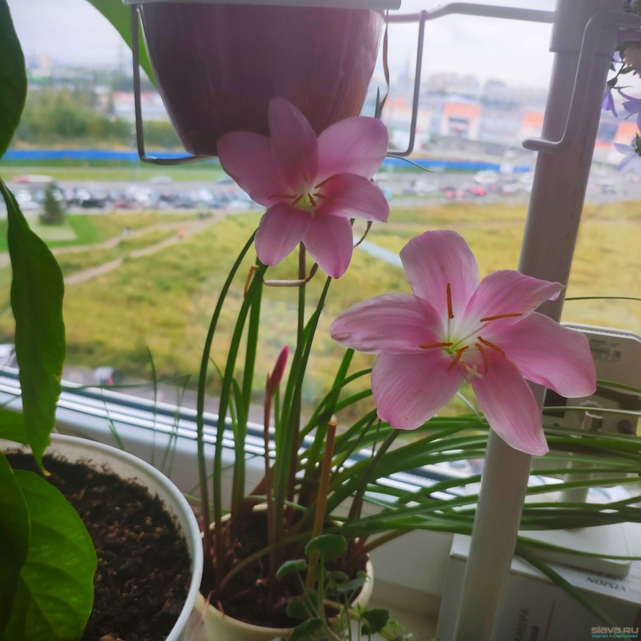 Комнатное растение похожее на лук