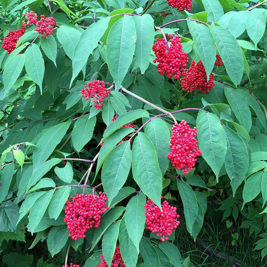 Бузина красная Sambucus
