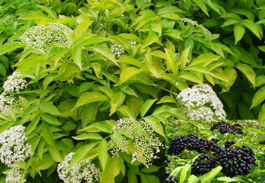 Бузина обыкновенная (Sambucus racemosa)
