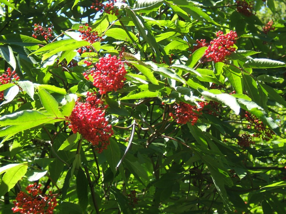 Sambucus racemosa