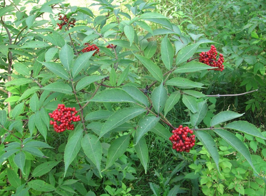 Бузина красная Sambucus racemosa