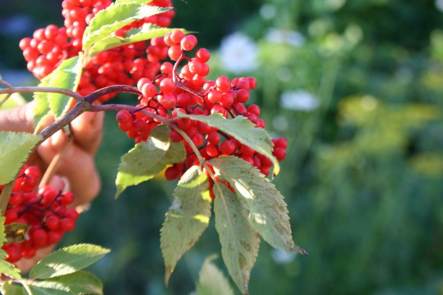 Бузина красная Sambucus