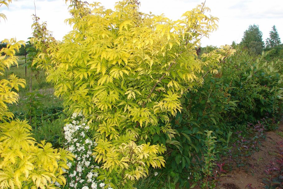 Бузина Sambucus nigra