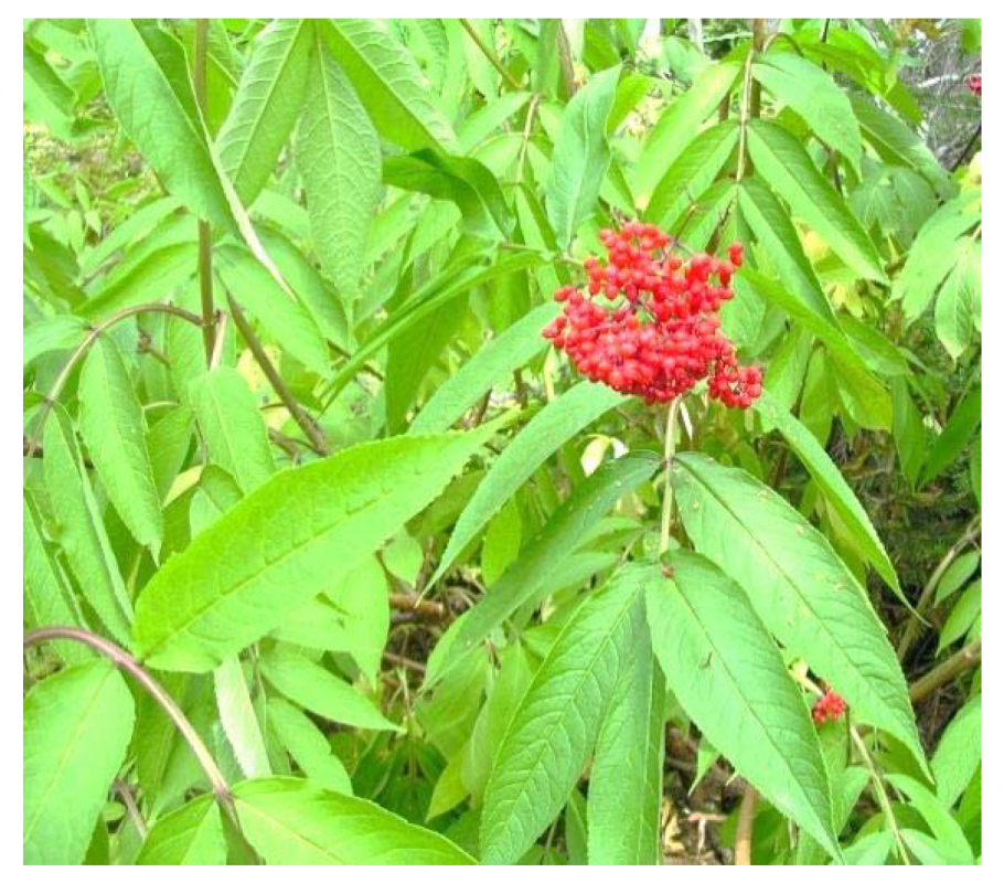 Бузина красная Sambucus