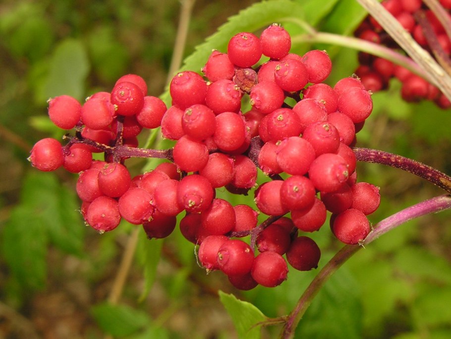 Бузина обыкновенная (Sambucus racemosa)