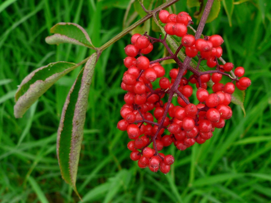 Бузина Сибирская (Sambucus sibirica)