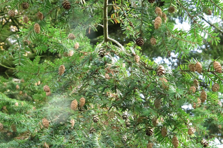 Tsuga heterophylla Iron Springs