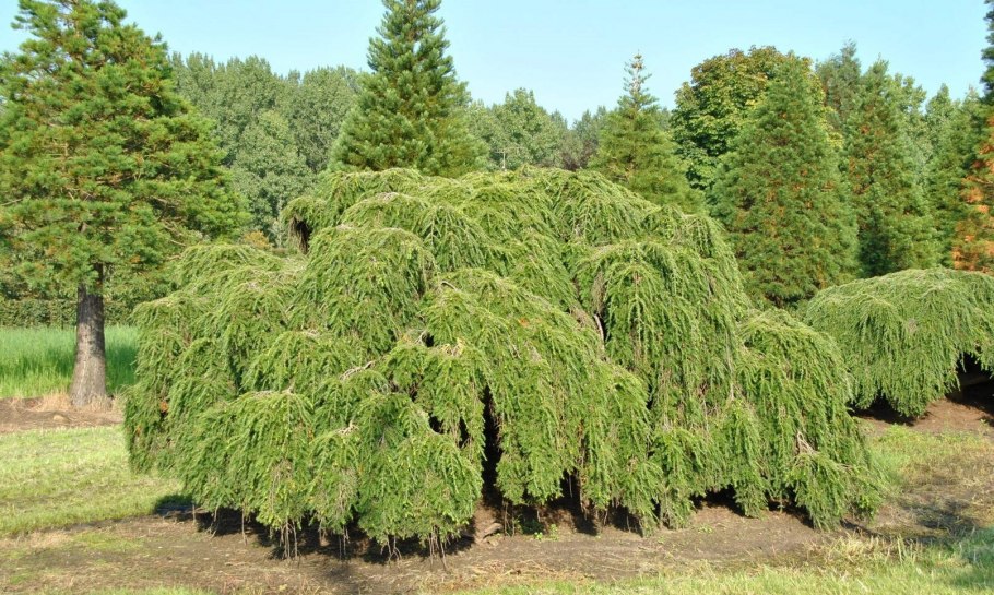 Тсуга канадская Tsuga canadensis