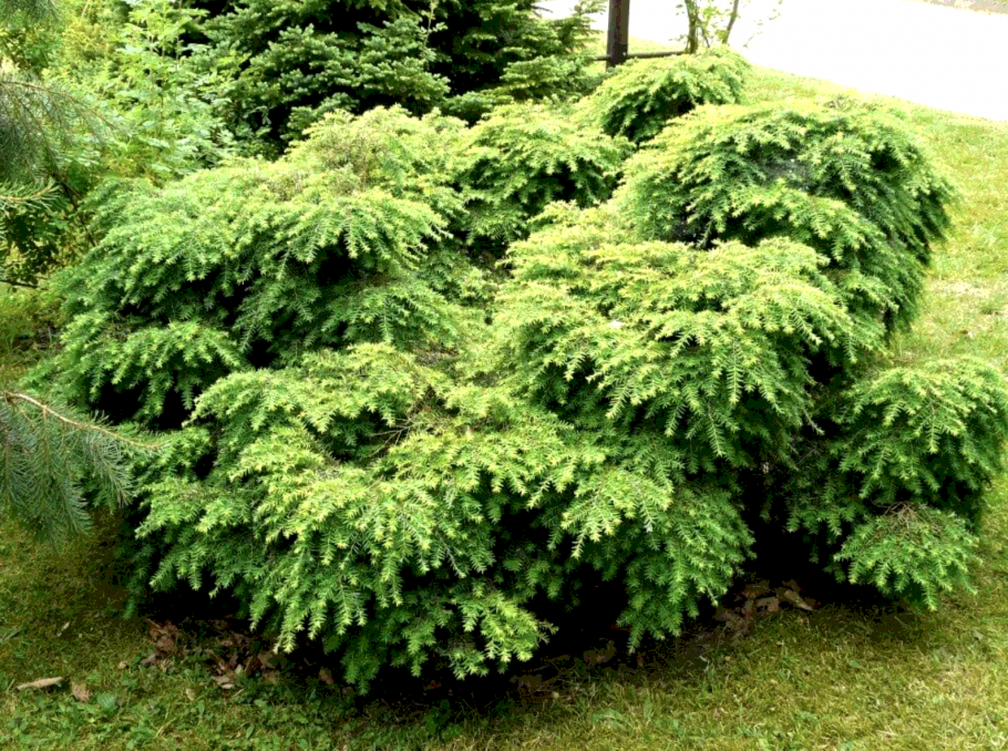 Тсуга канадская Tsuga canadensis