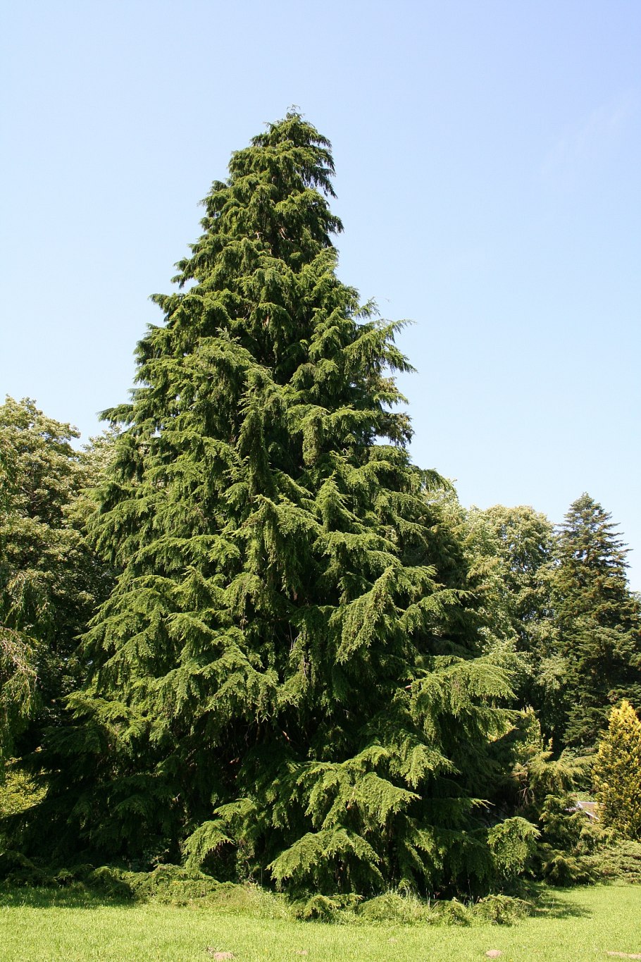 Тсуга Западная Tsuga heterophylla